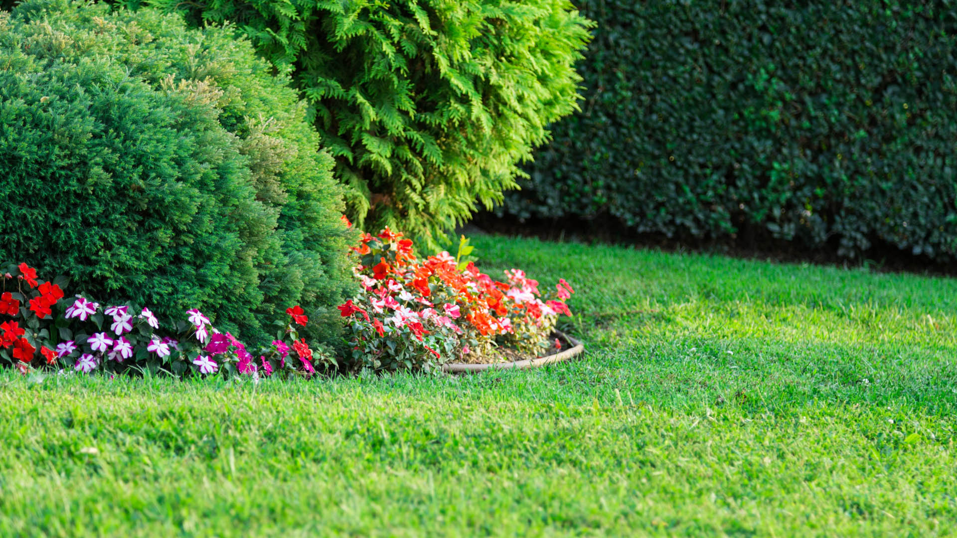 Green lawn and healthy landscaping with lawn fertilization treatment.