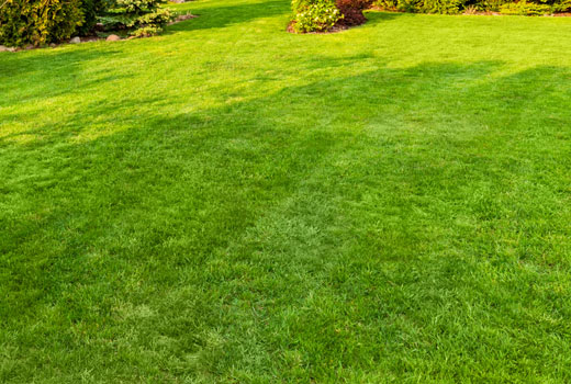 Jackson, MS yard with lawn fertilization service by Ambiance Landscape.