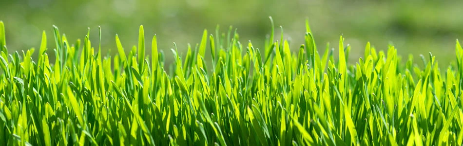 Dark green yard from fertilizing in Jackson, MS.