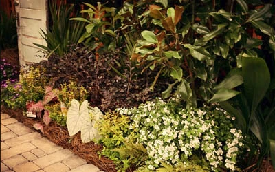 Landscaping bed maintained by Ambiance Landscape.